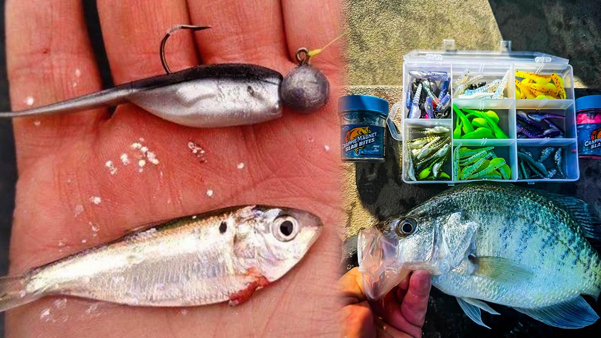 best-lures-for-crappie-fishing-crappie-magnet