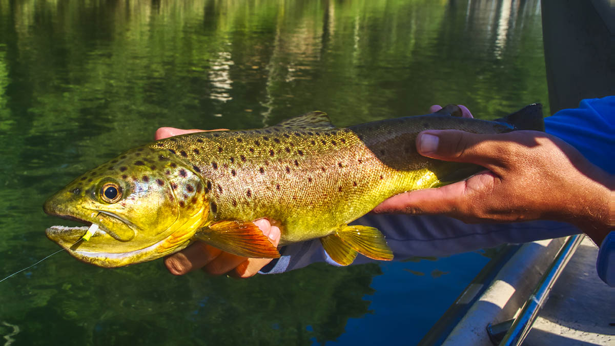 brown-trout-on-trout-magnet-trinity-rod-catch