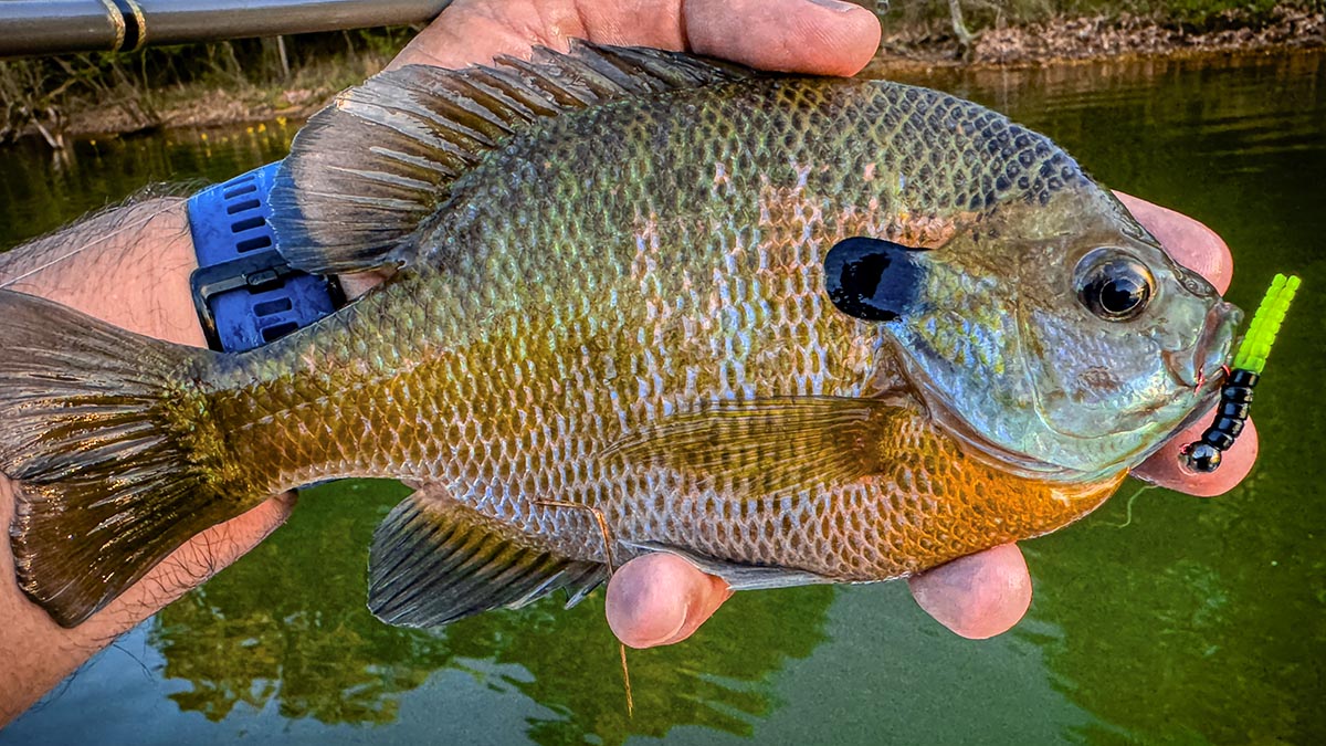 How to Catch More and Bigger Panfish