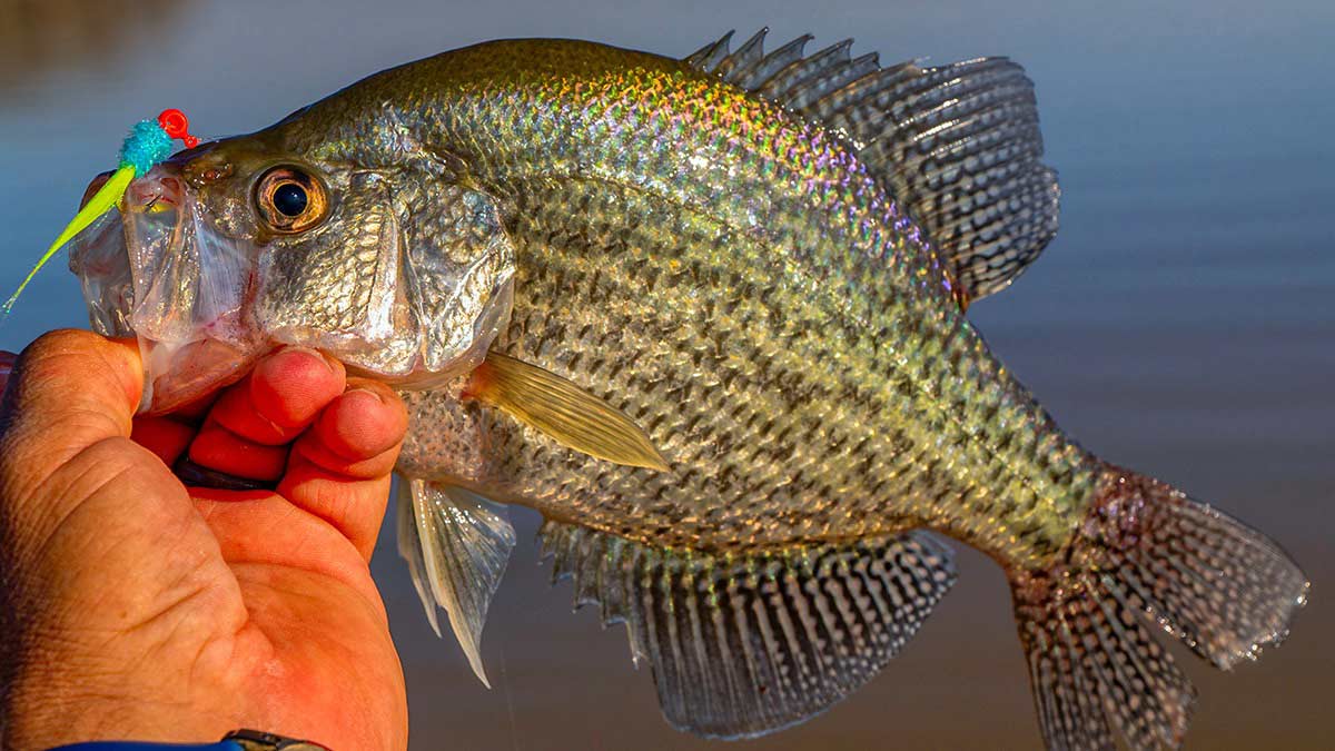crappie-fishing-march-black-crappie