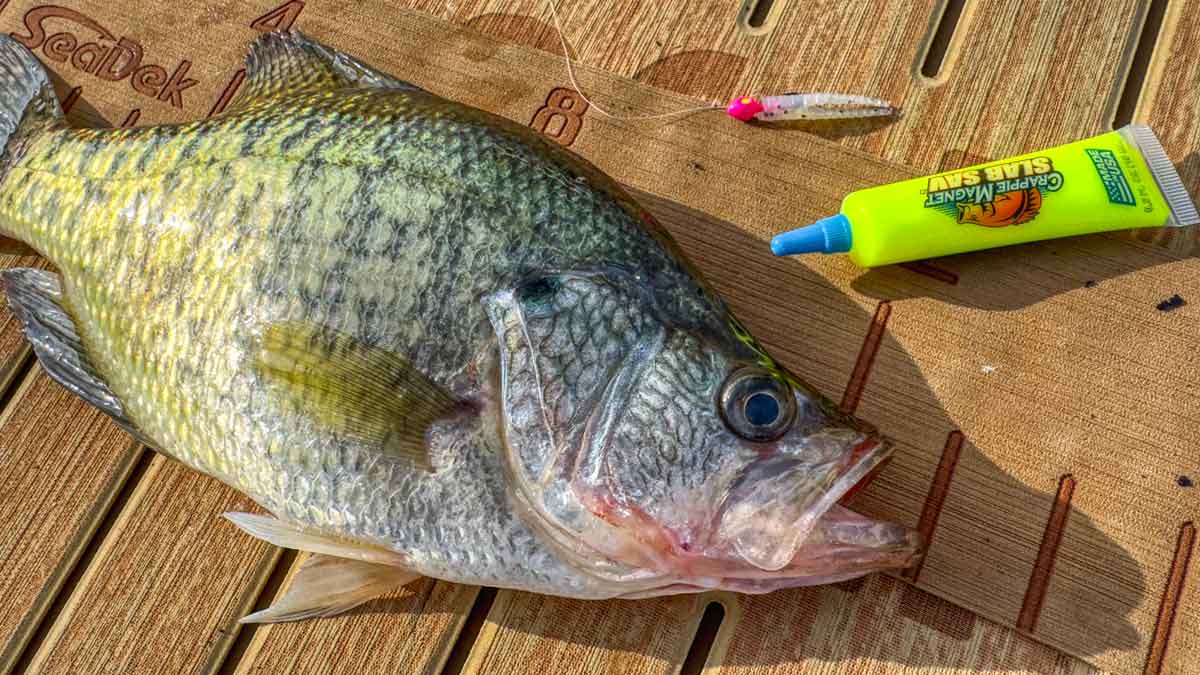 crappie-magnet-slab-sav-big-crappie-tungsten-eye-hole-jig-1200px