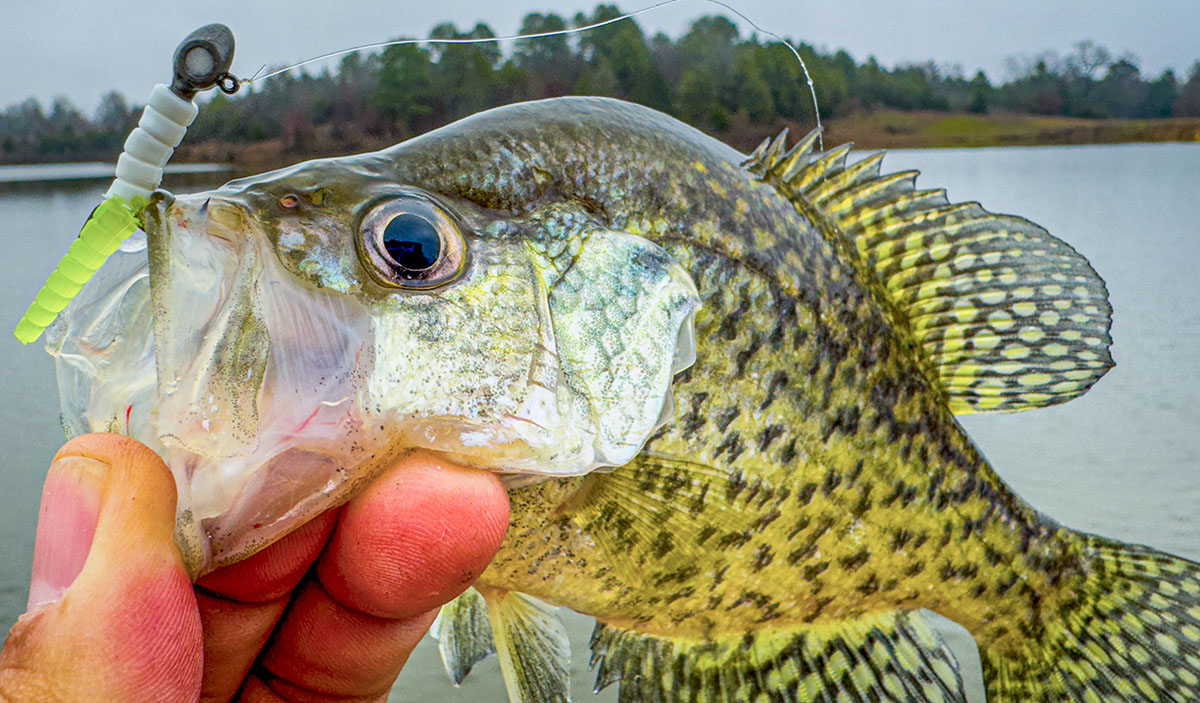 crappie on a tungsten eye hole jig with a trout magnet body