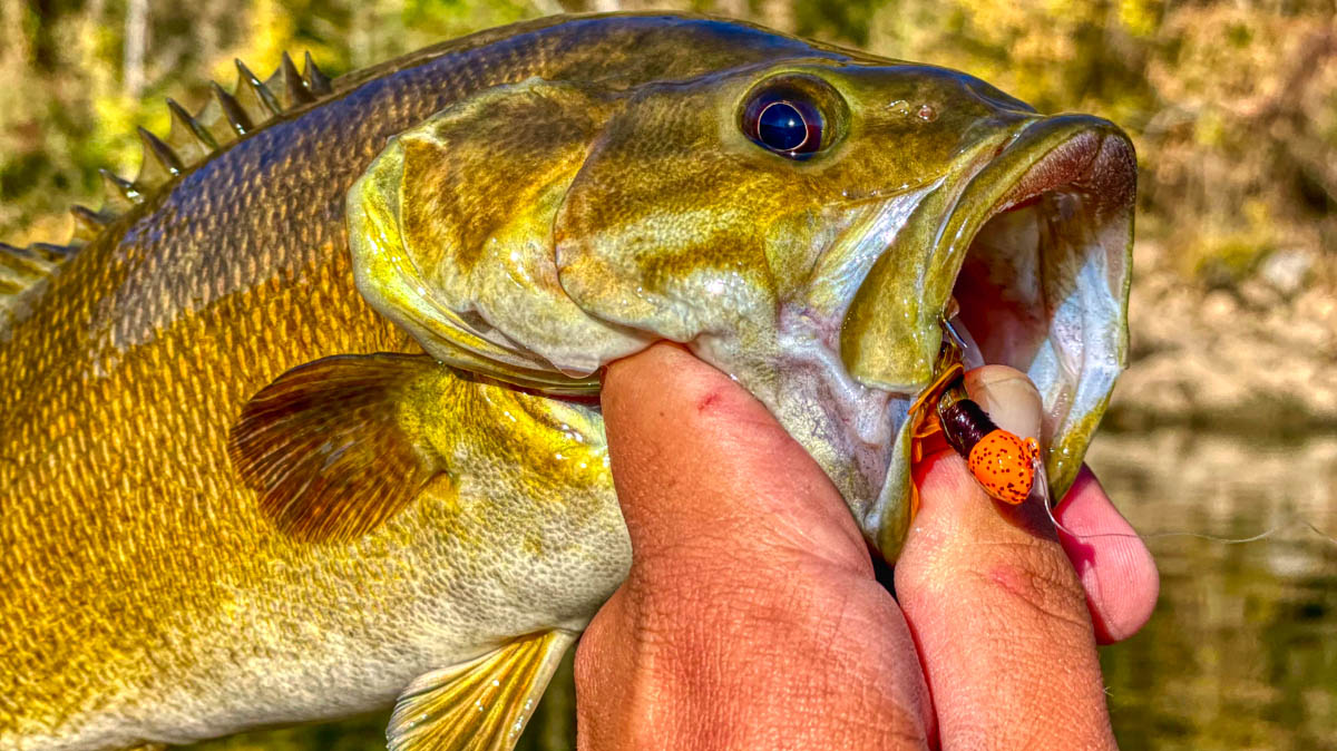 d2-jig-smallmouth-bass