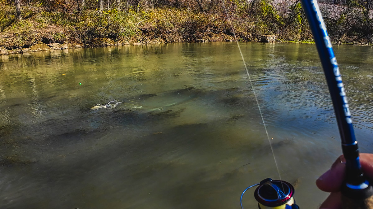 fighting-trout-in-muddy-water