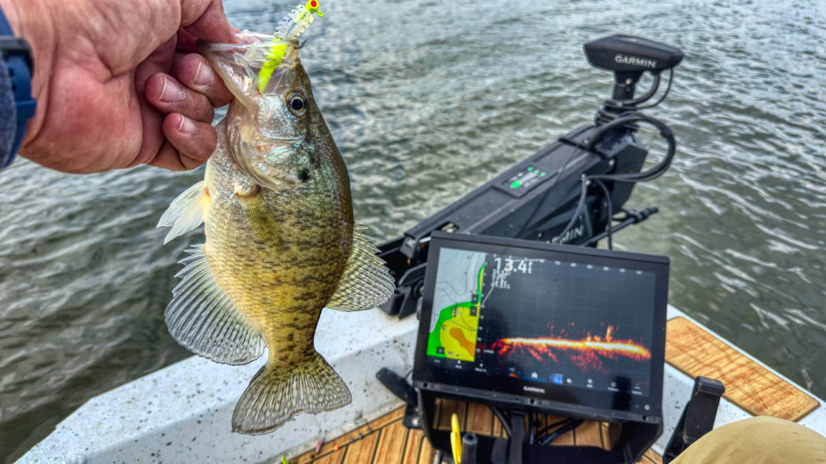 hammer-livescope-crappie