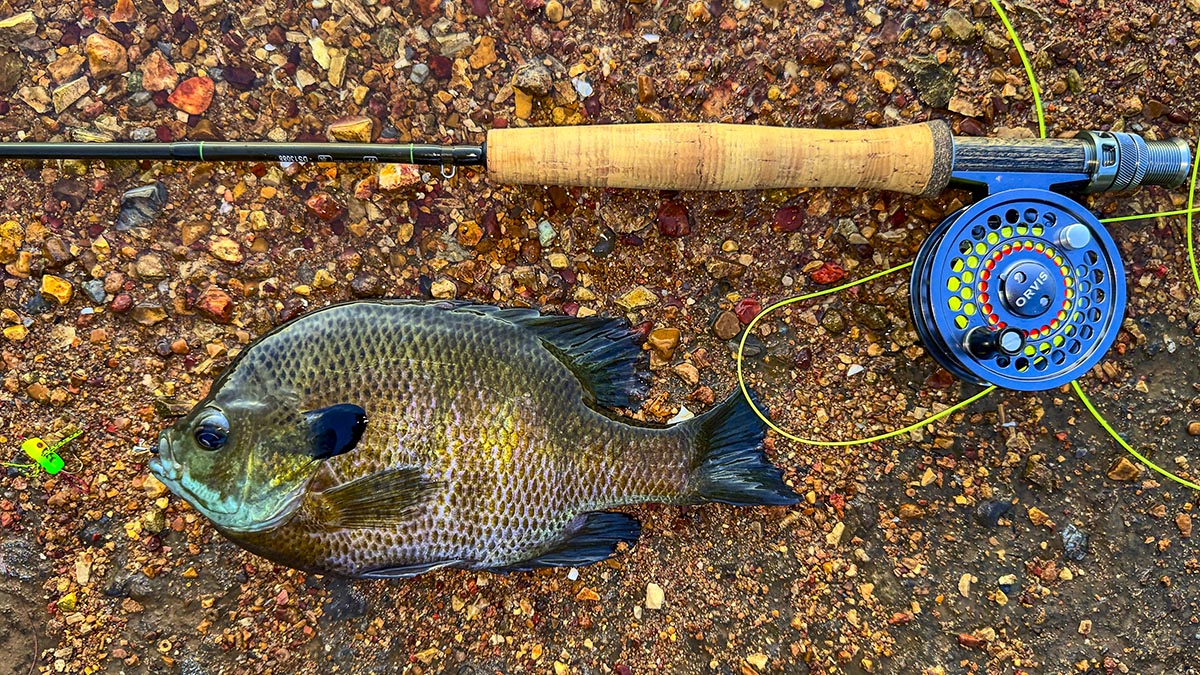 mini-magnet-big-fly-gill