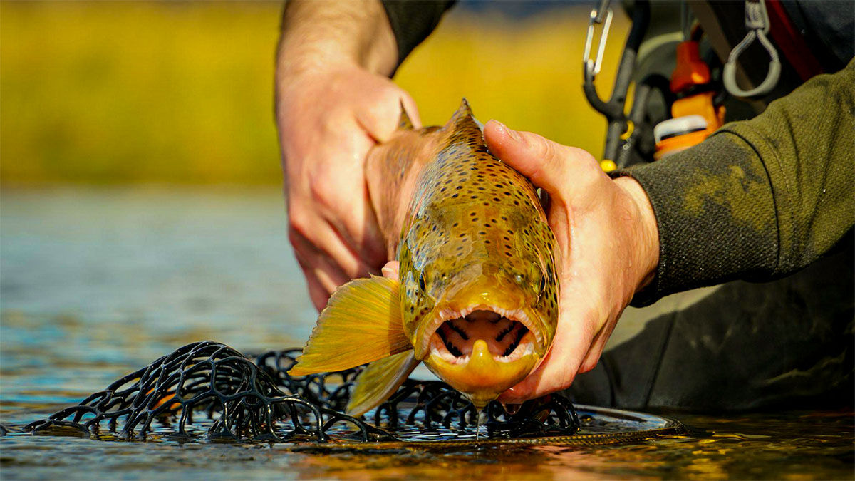 Brown Trout Spawn 101