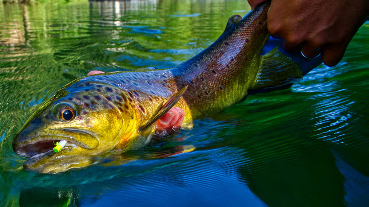 How Tungsten Jigheads Can Improve Your Trout Fishing