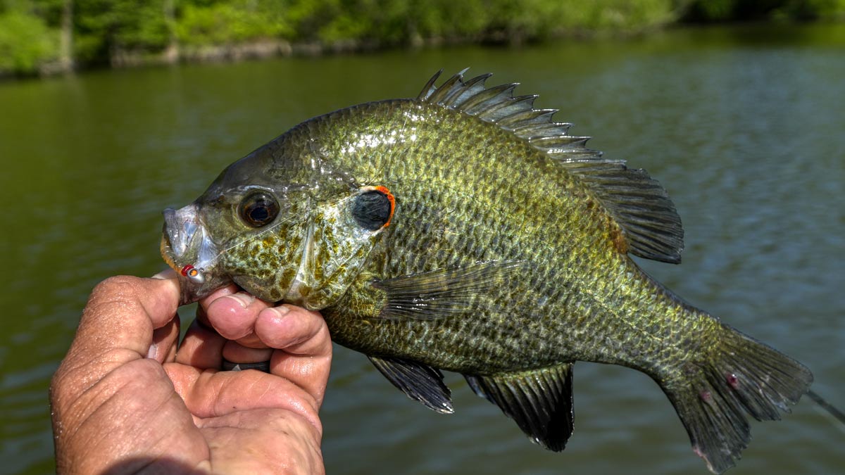 tungsten-eye-hole-jig-shellcracker-1200px