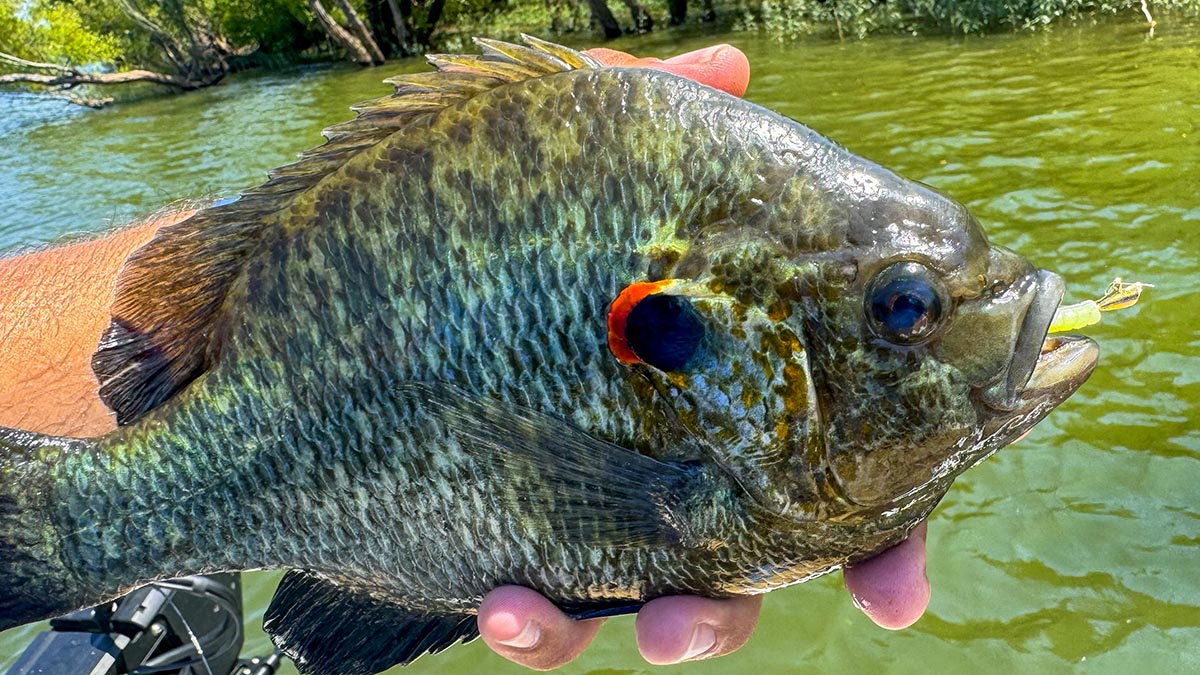 unit-shellcracker-on-panfish-magnet