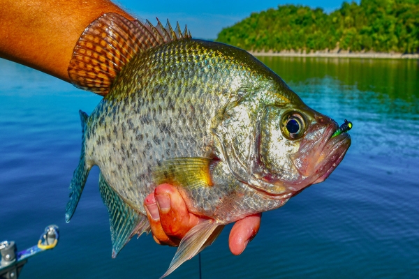 4 Things That Matter in Crappie Fishing Jigs