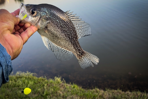MASTER FLOAT FISHING FOR CRAPPIE WITH THESE TIPS