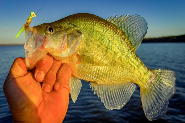 Why Scent Matters in Crappie Fishing