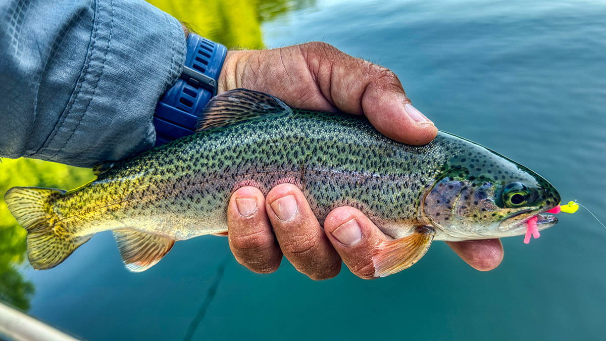 rainbow-trout-on-trout-magnet-grip